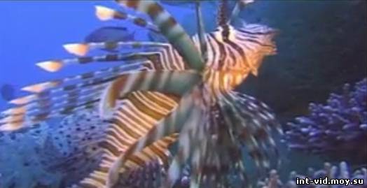 скриншот подводный мир видео