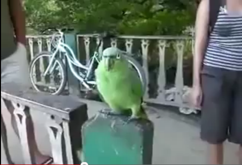 скриншот попугай смешное видео